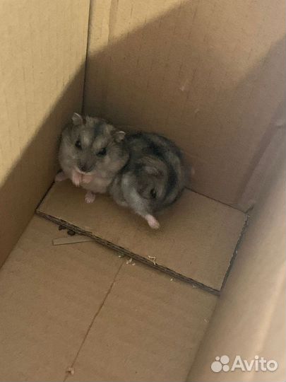 Джунгарский хомяк бесплатно