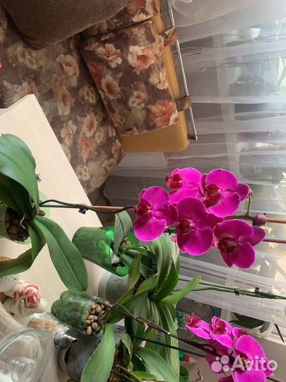 Орхидея фаленопсис реанимашки сортовые