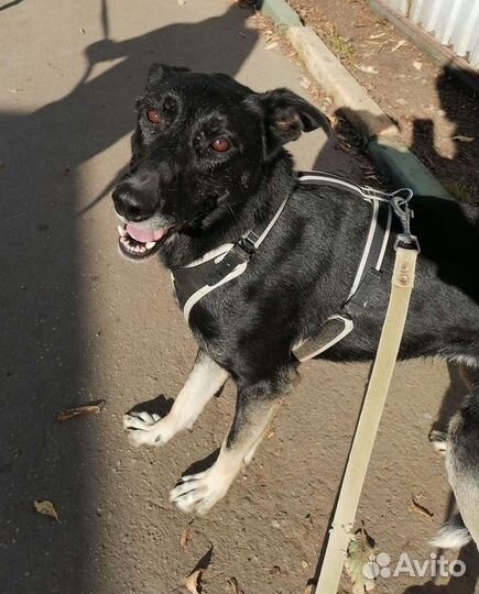 Мэгги, собака из приюта в дар