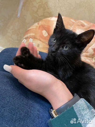 Кошки в добрые руки