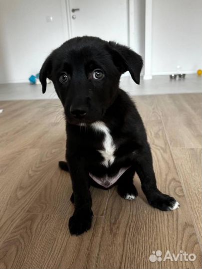 Щенок мальчик в добрые руки