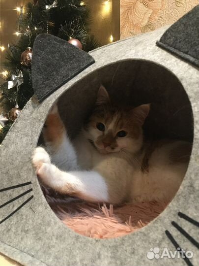 Кошки в добрые руки