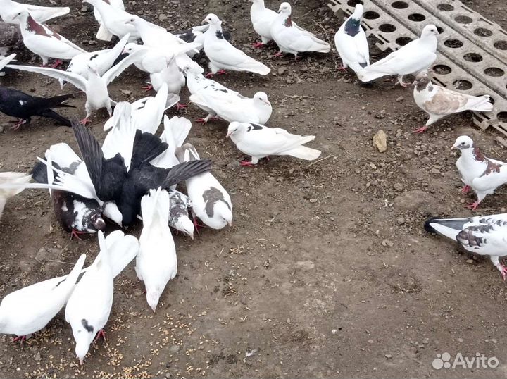 Породистые голуби