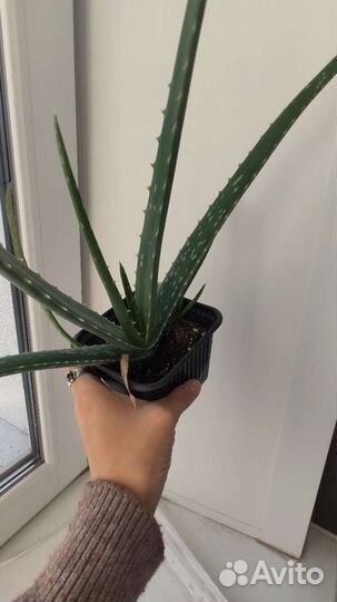 Алоэ Вера / каланхоэ / доктор лечебное растение