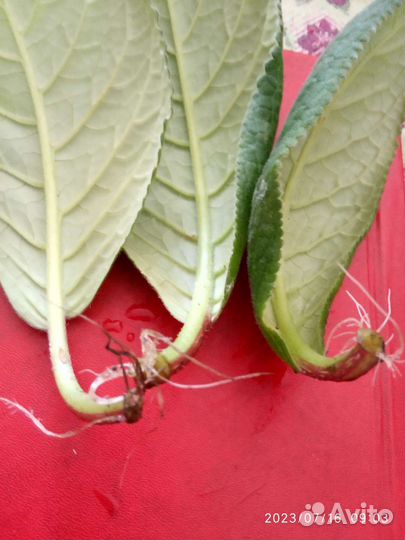 Глоксиния тидея.Листья с корешками