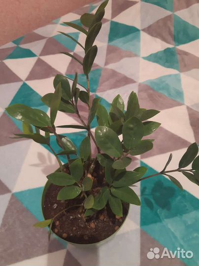 Замиокулькас