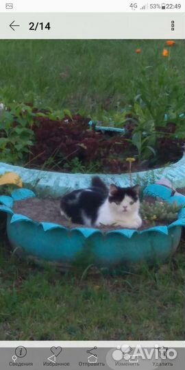 Домашние животные кошки