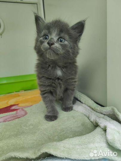 Котенок медвежонок ищет дом