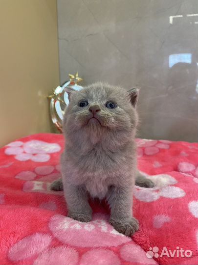 Шотландские котята