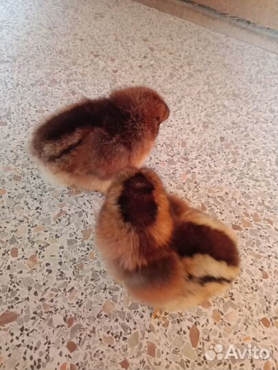 Цыплята суточные билефельдеры