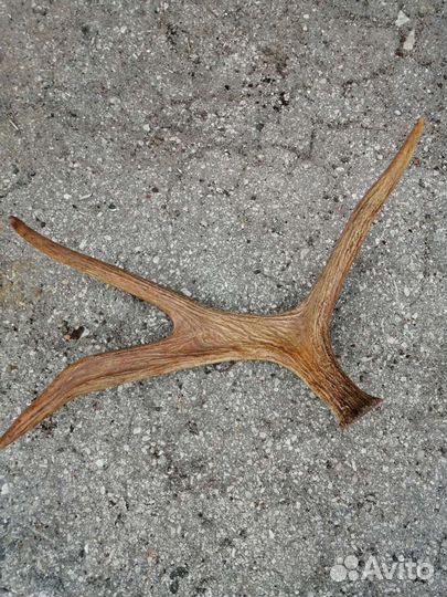 Пано из рога лося