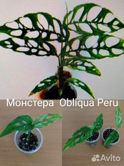 Монстеры Peru, Альба, Амидриум Spiderman