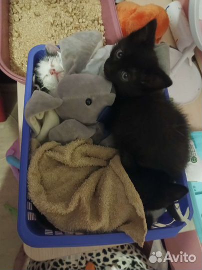 Котята