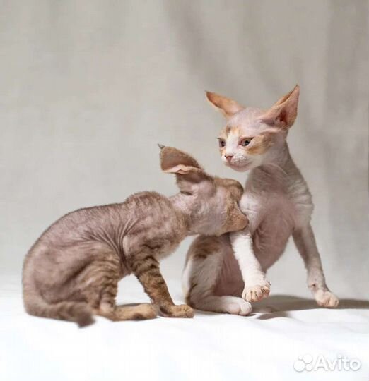 Котёнок Девон рекс