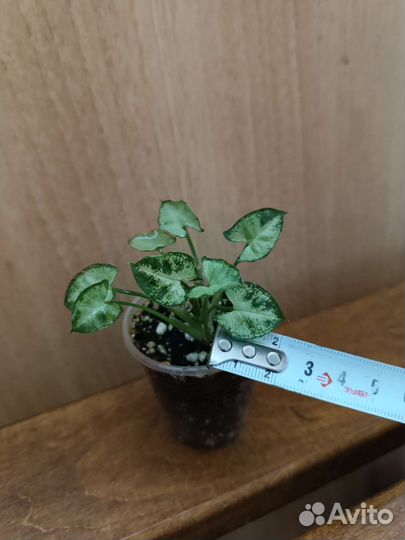 Разные комнатные