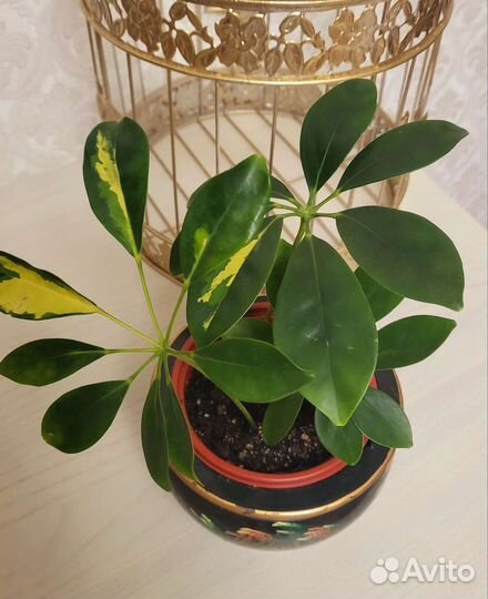 Шефлера вариегатная