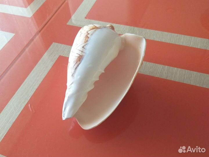 Большая ракушка