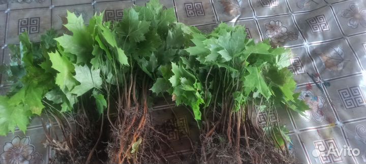 Сеянец клен