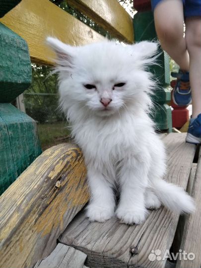 Котёнок белый