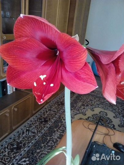 Гиппеаструм