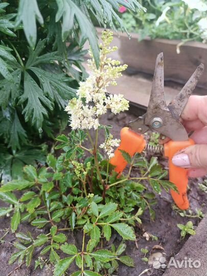 Астильба mini