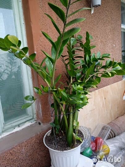 Замиокулькас