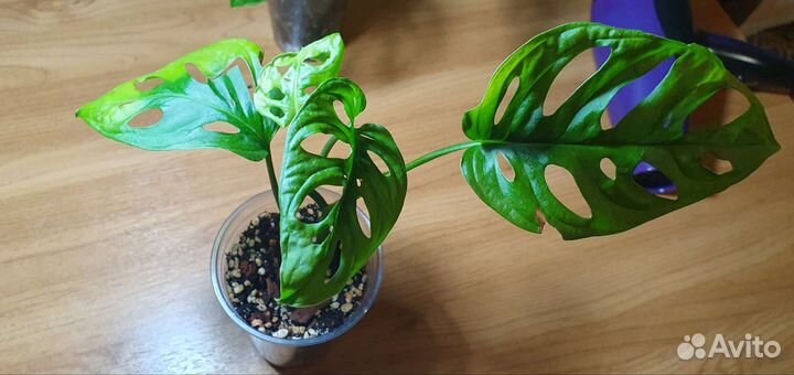 Монстера манки маск