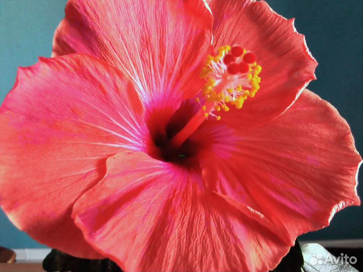 Гибискусы 15 видов