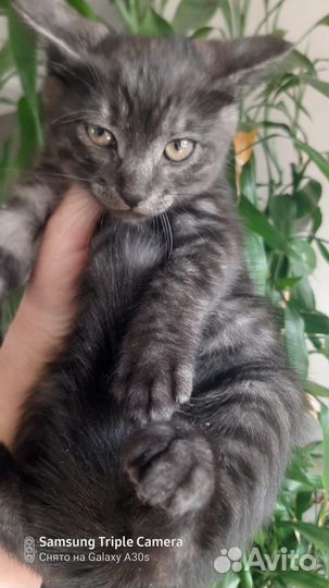 Отдам котят