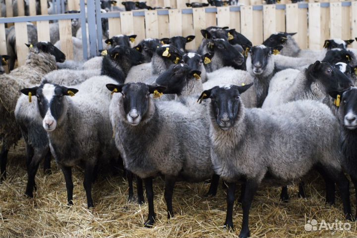 Ягнята, ярки, овцы и бараны романовской породы
