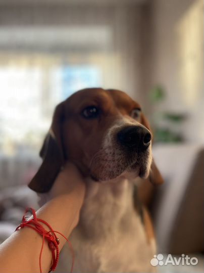 Бигль вязка