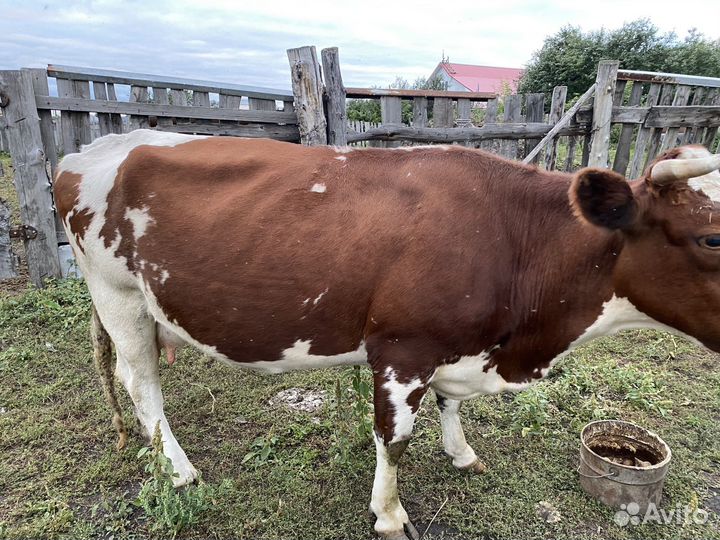 Корова дойная, 5 отелов