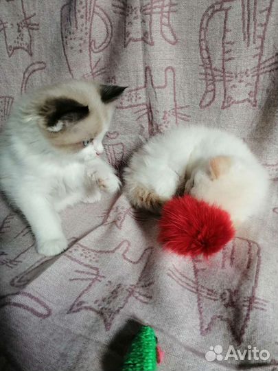 Рэгдолл детишки пушистики