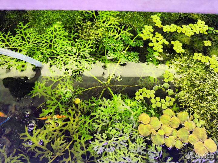 Излишки/прополка аквариумных растений