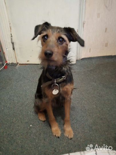 Отдам в добрые руки