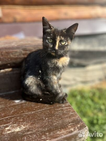 Котенок в дар