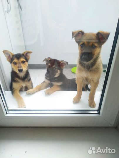 Щенки дворняжки мальчики и девочка