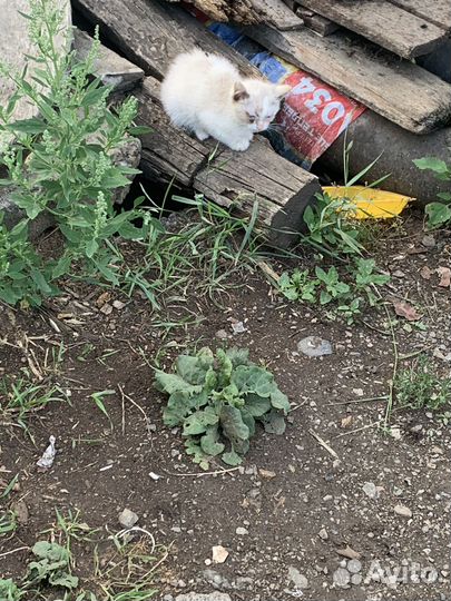 Котики в беде