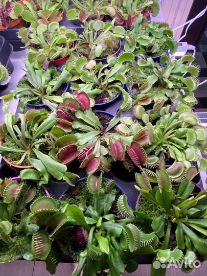 Венерина Мухоловка (Дионея)