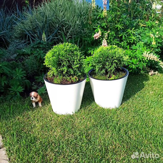 Туя западная 