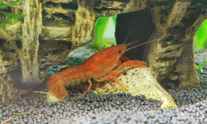 Аквариумные креветки, мексиканские раки, укрытия