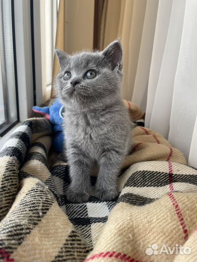 Британские котята