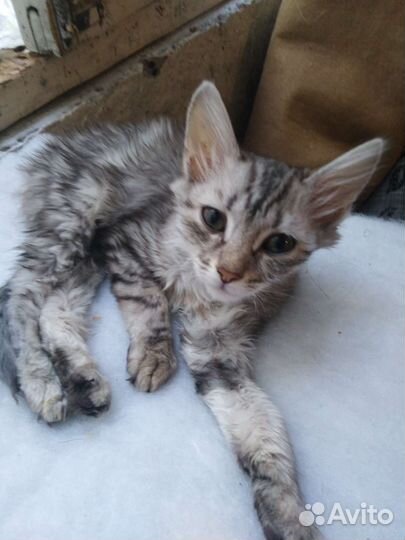 Кошка в дар