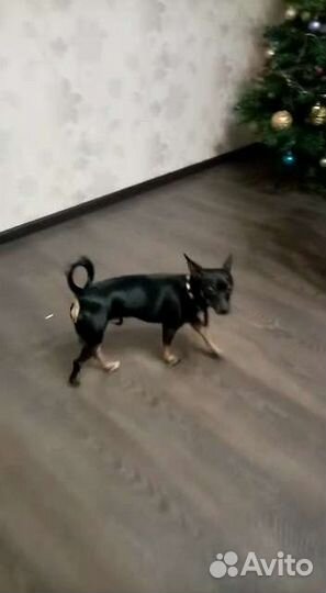 Помогите вернуть собаку