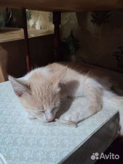 Котик Персей
