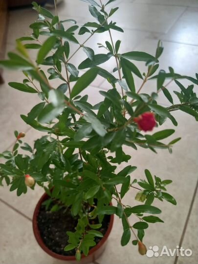 Гранат комнатный,расстения