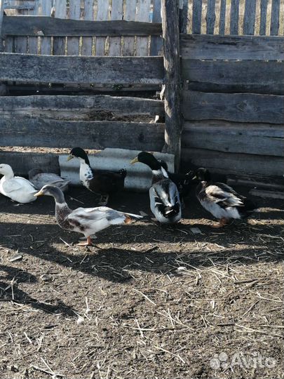 Утки голубой фаворит