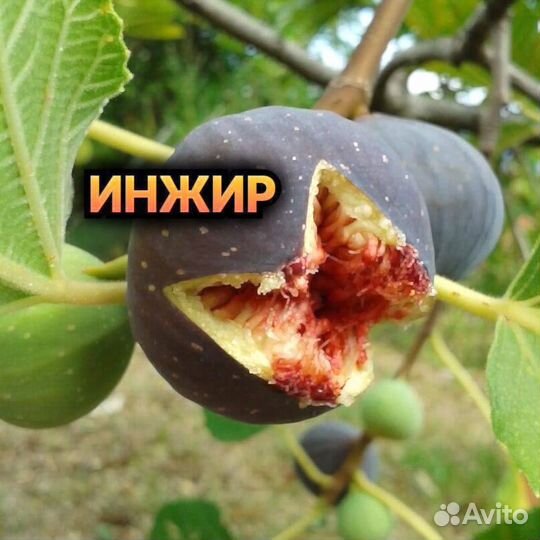 Плодовые декоративные деревья