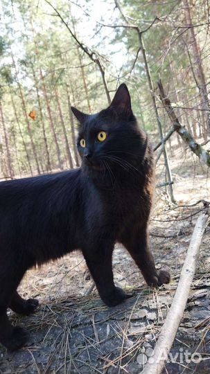 Кот для вязки