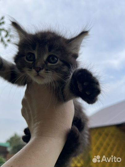 Котята ишут семью